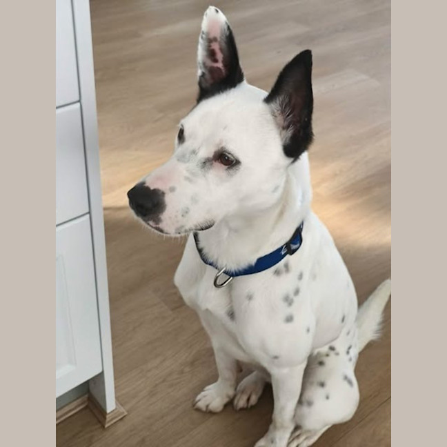 Photo of Zeke