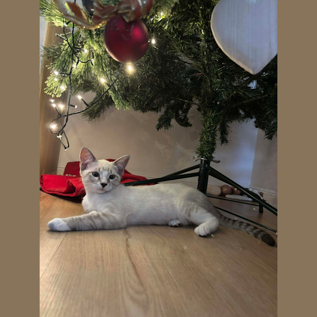 Photo of Luna