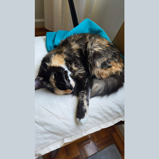 Photo of Cali