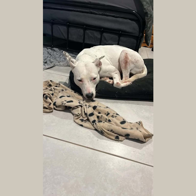 Photo of Nala