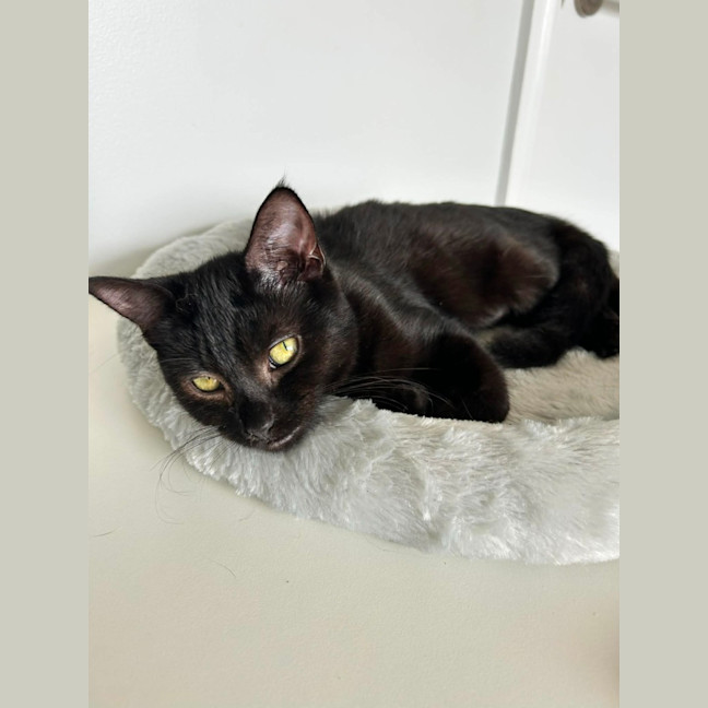 Photo of Ginnette *9 Lives Project Rescue*