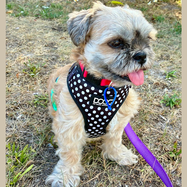 Photo of Alfie & Delilah ~ Pair Of Shih Tzus, Boy And Girl