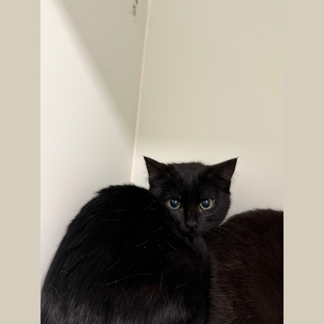 Photo of Lucifer
