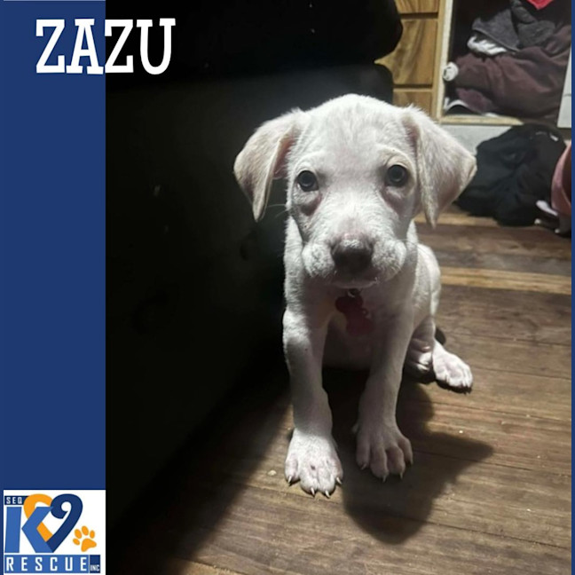 Photo of Zazu