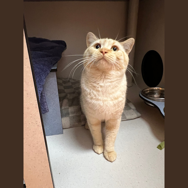 Photo of Ziggy