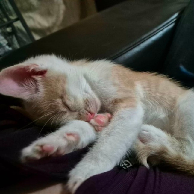 Photo of 🧡🧡 Cinnamon 🧡🧡