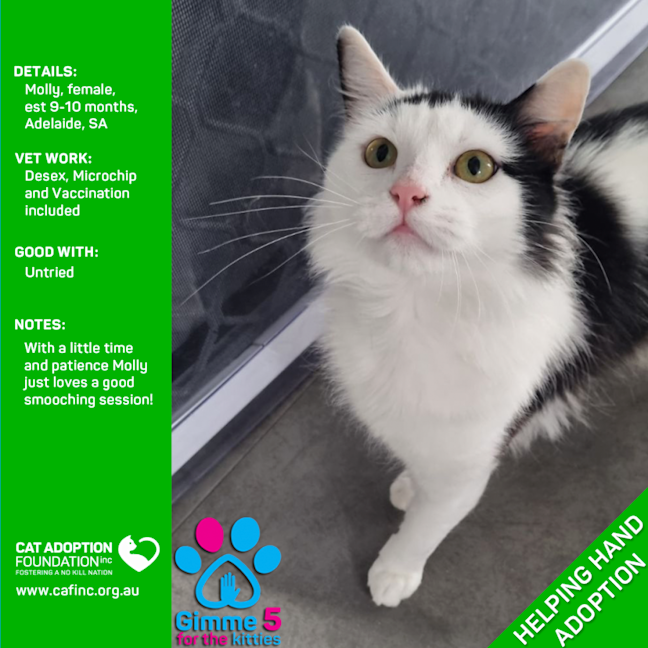 Photo of Molly Helping Hand Adoption!