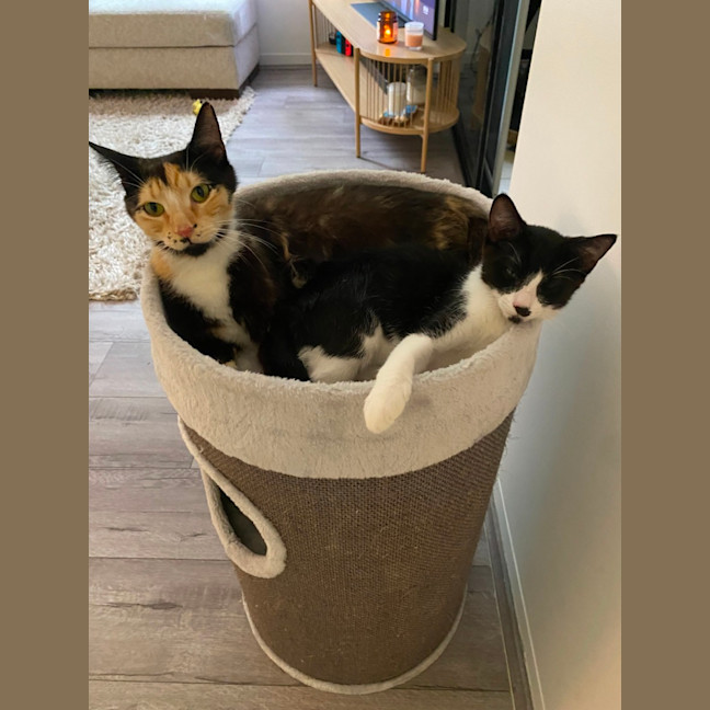Photo of Honey