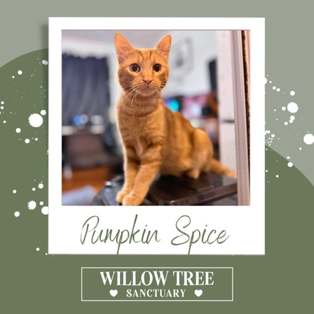 Photo of Pumpkin Spice
