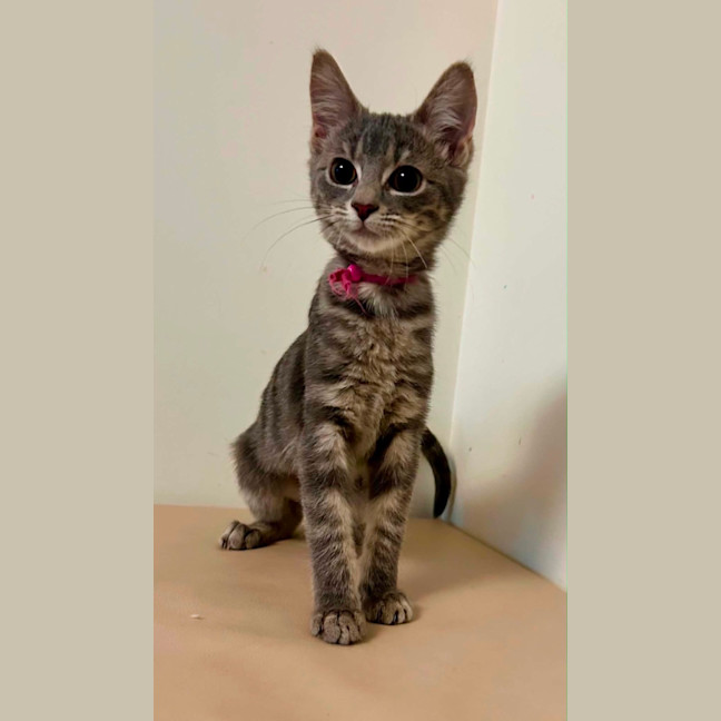 Photo of Maple