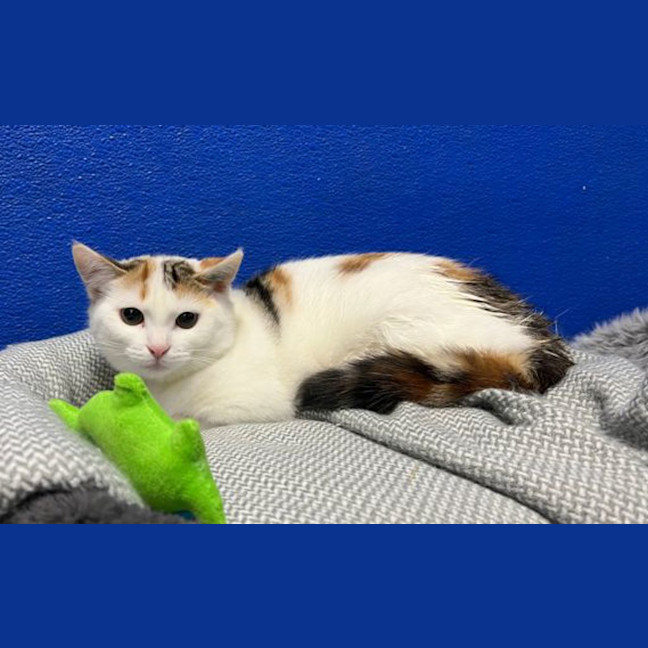 Photo of Patches