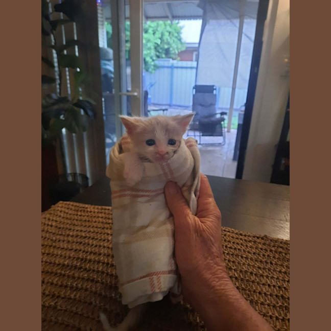 Photo of Marshmallow