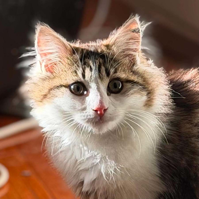 Photo of Sabrina   In Foster Care In Templestowe