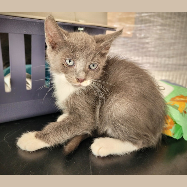 Photo of Dasher 🦌