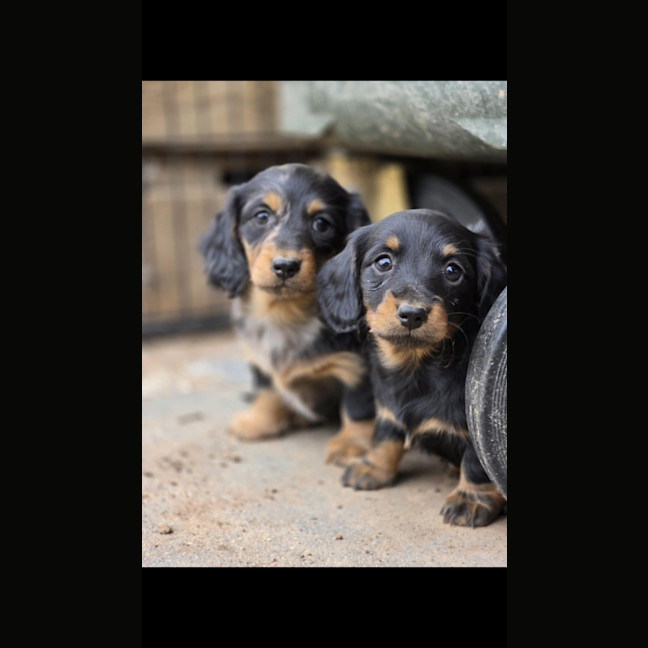 Photo of Bread Crumb