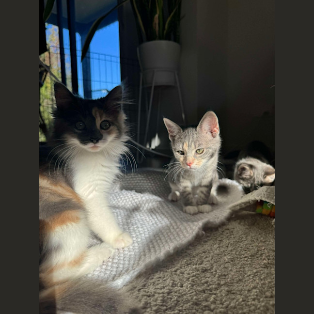 Photo of Twiggy & Tulip