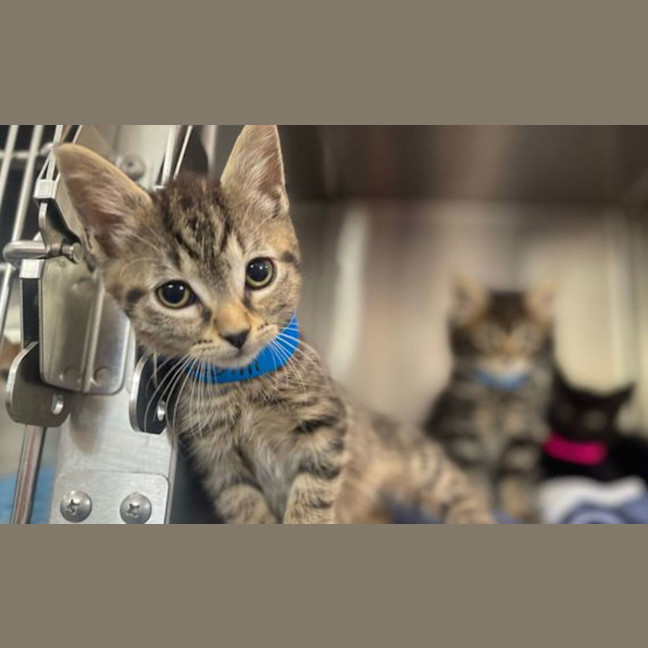 Photo of Pirate