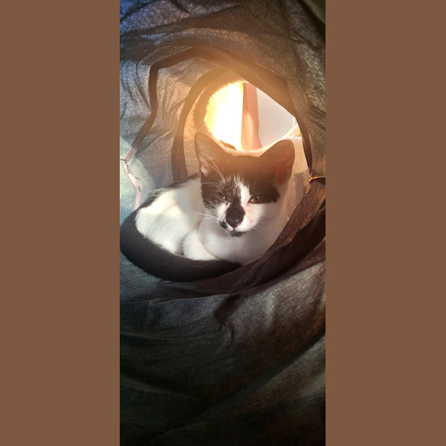 Photo of Manny And Munro