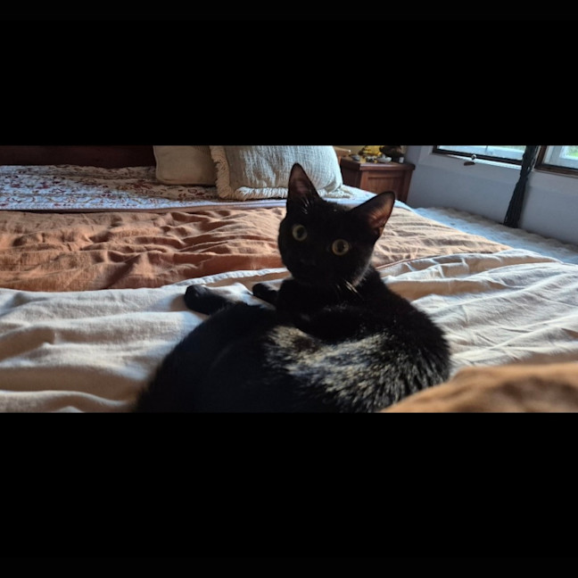 Photo of Onyx (8945)