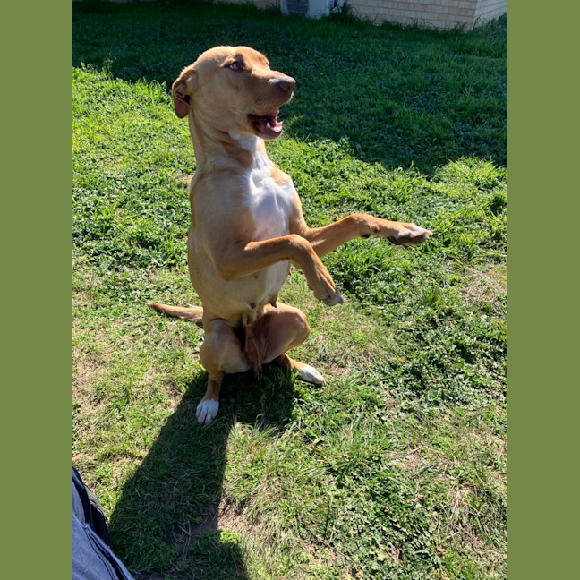 Photo of Sadie