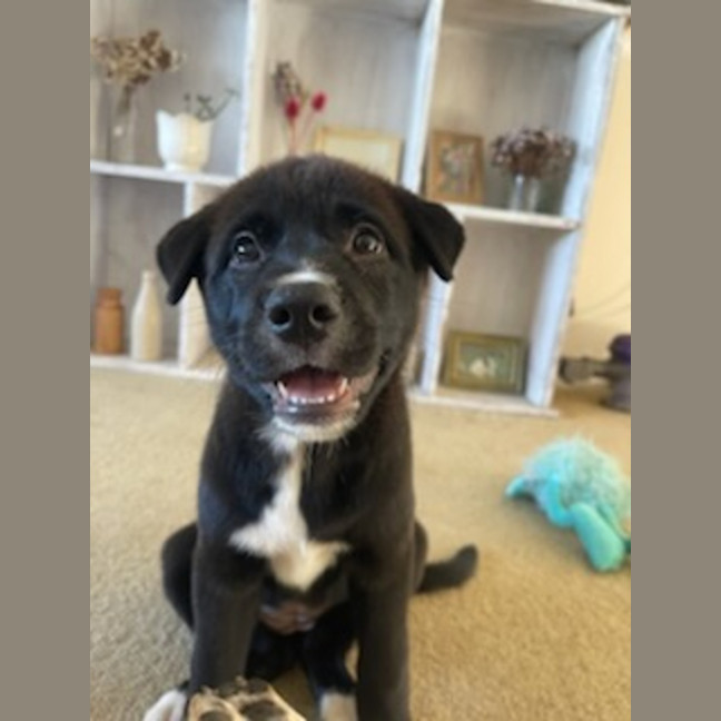 Photo of Mochi   4 Month Old Sharpei X Bullmastiff