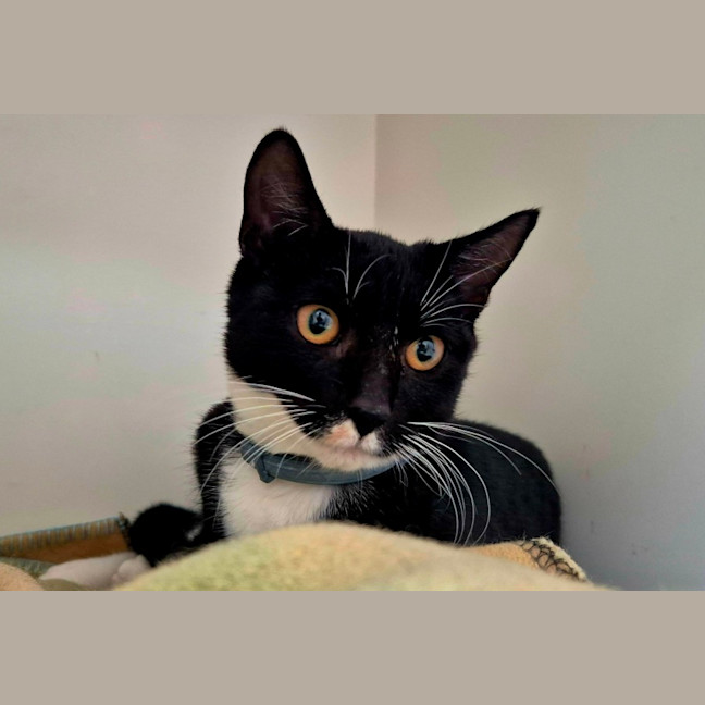 Photo of Riley (9032)