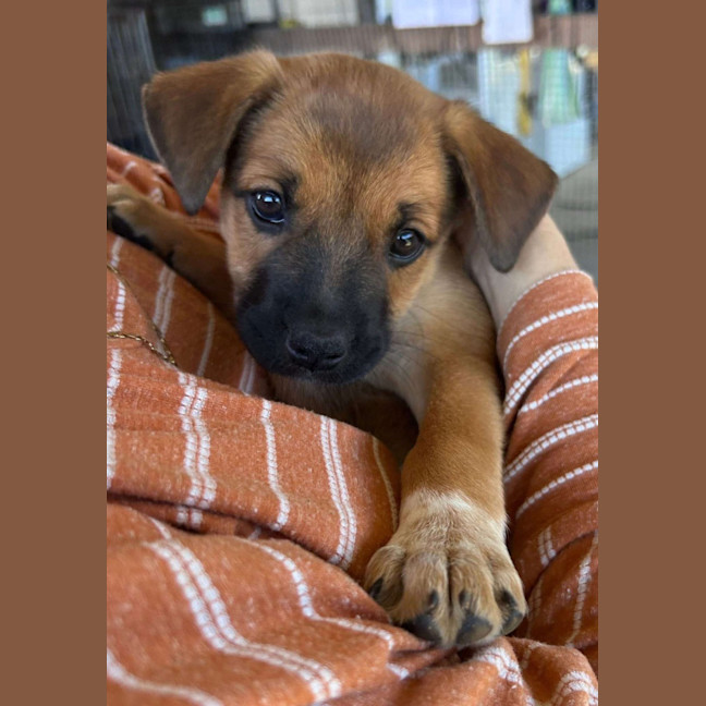 Photo of The Hawaiian Girls!