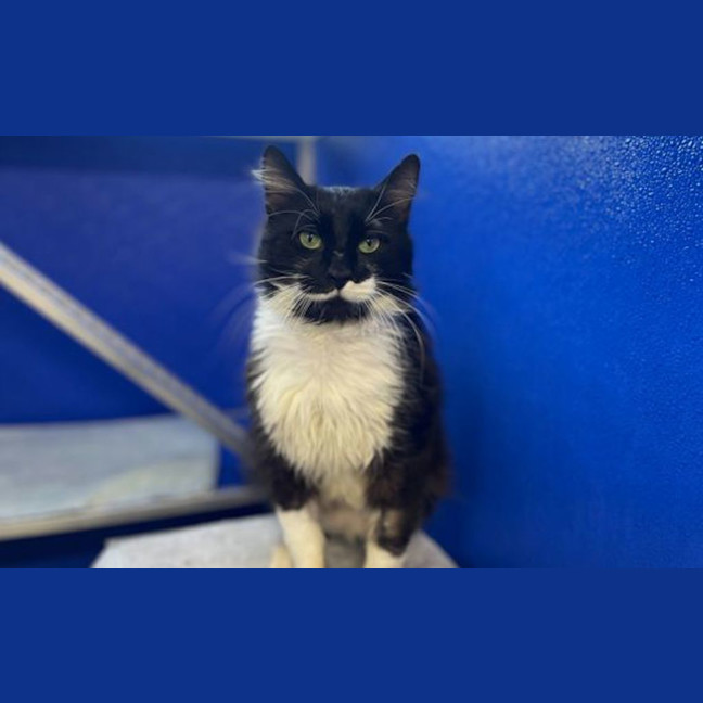 Photo of Edgar Allen Purr