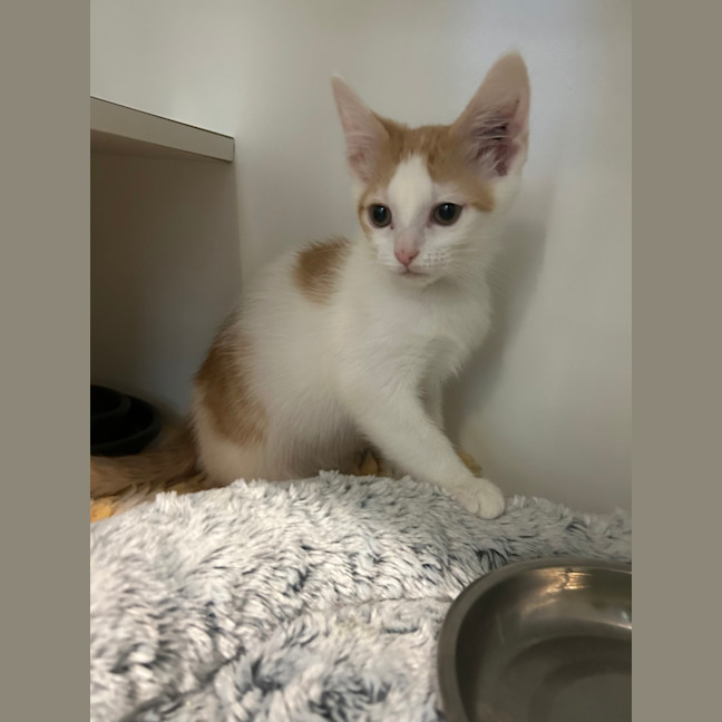 Photo of Rocket