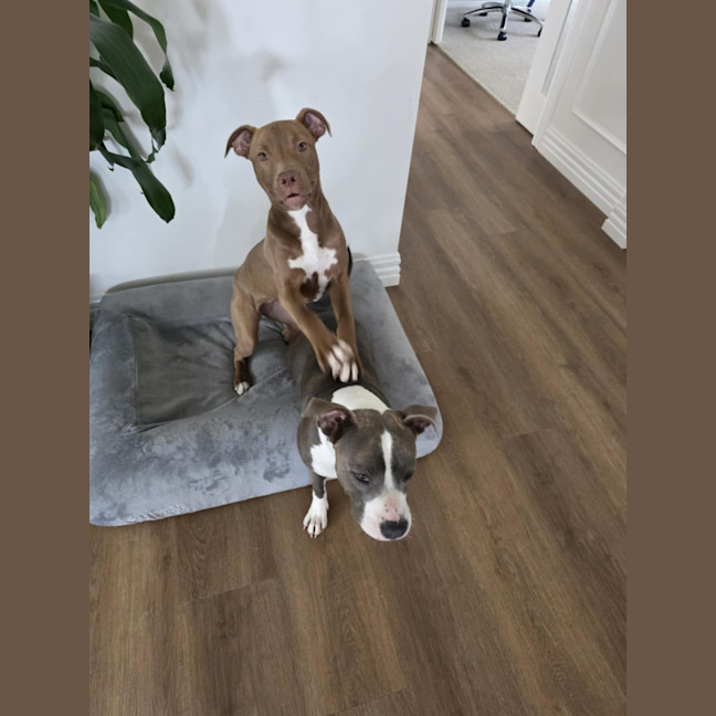 Photo of Puppins
