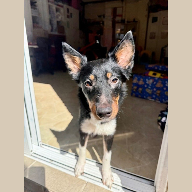 Photo of Poppy   1 Year Old Cattle Dog X