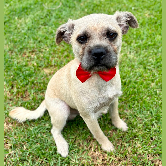 Photo of Frankie   6 Month Old Pug X Terrier