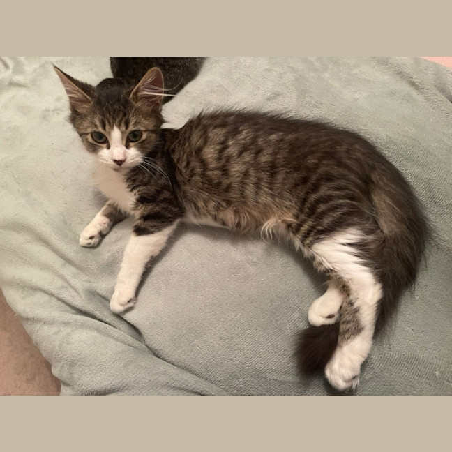 Photo of Alfie