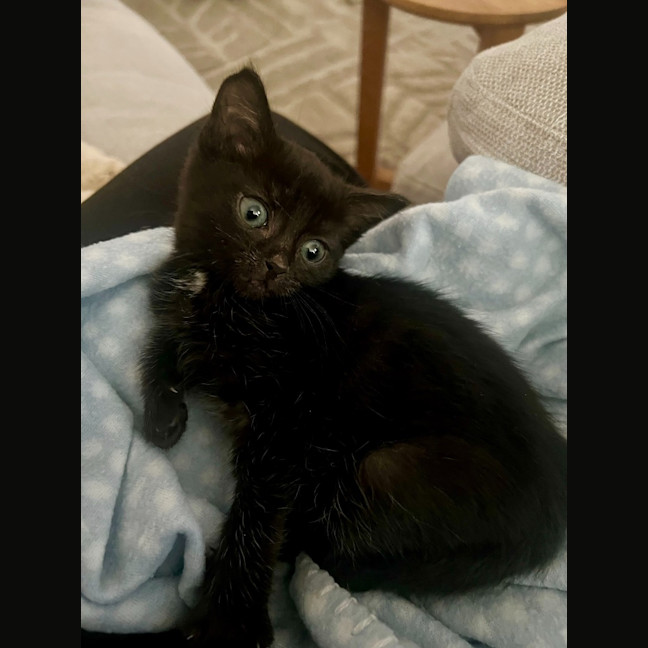 Photo of Burnt Marshmallow (Burni)