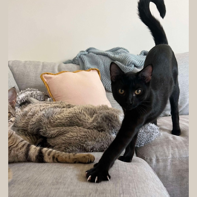 Photo of Binx And Onyx