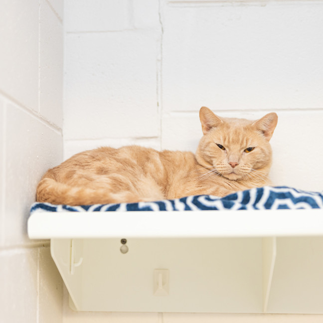 Photo of Ging