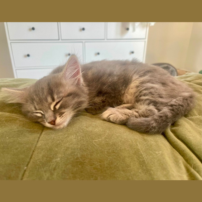 Photo of Marshmallow