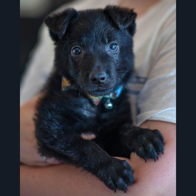 Photo of Biscuit