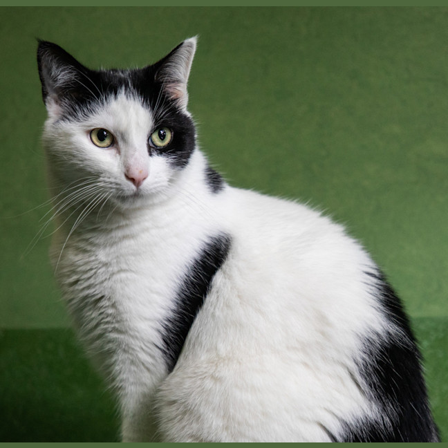 Photo of Shiro