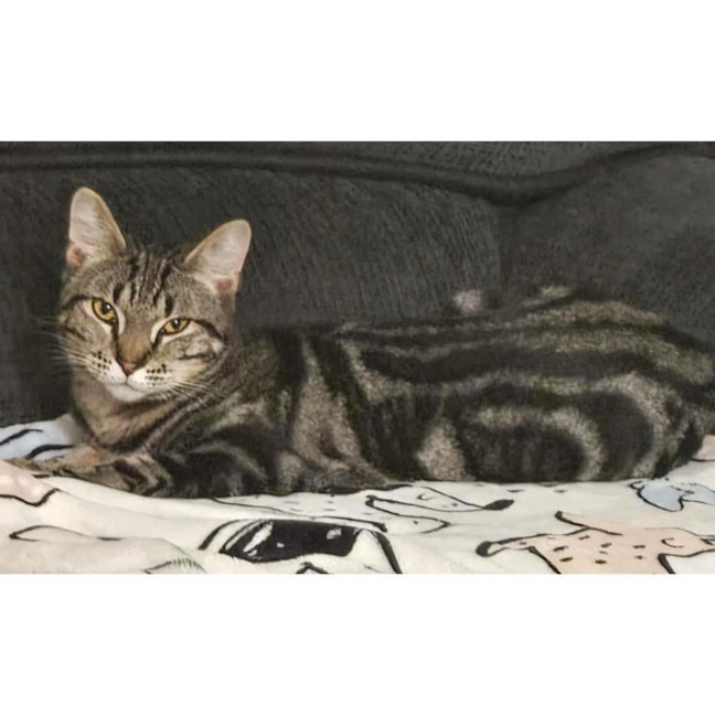 Photo of 10756   Sam