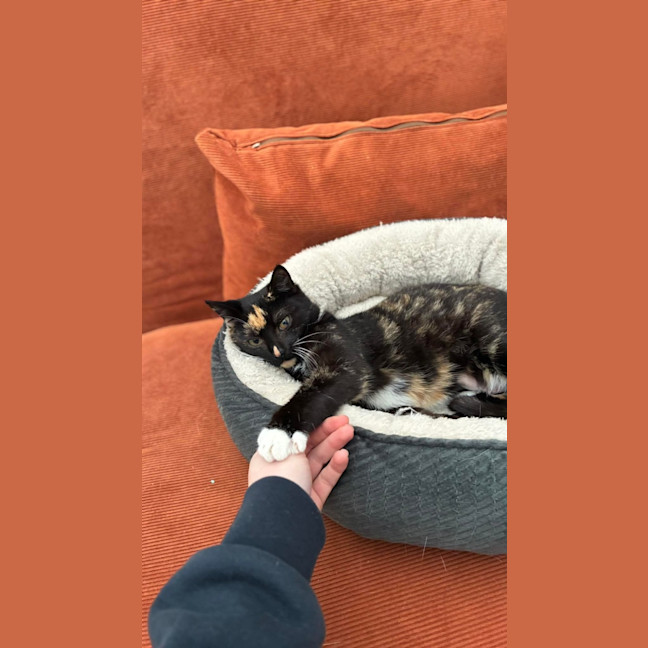 Photo of Praline