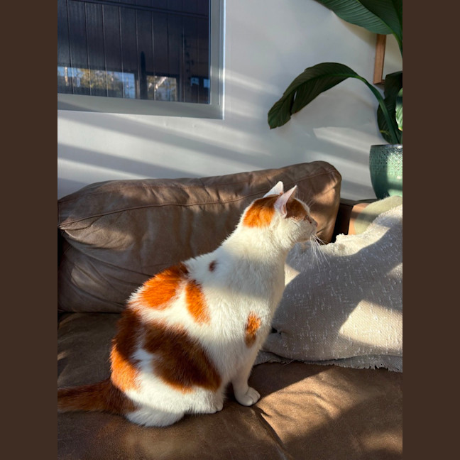 Photo of Gus   10 Year Old Domestic Short Hair