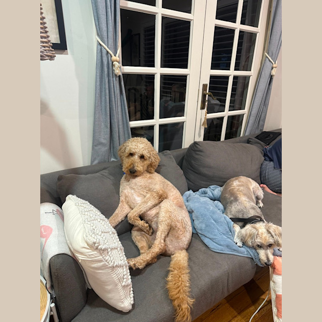 Photo of Pierre   6 Year Old Groodle