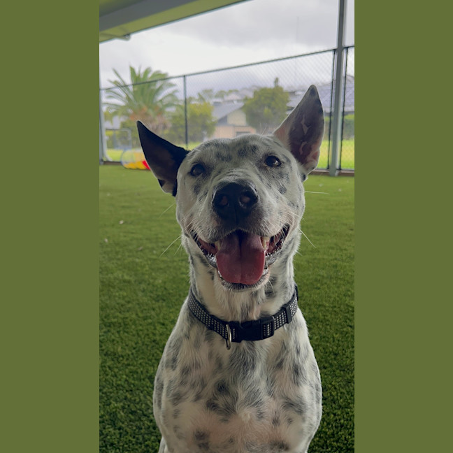 Photo of Cooper