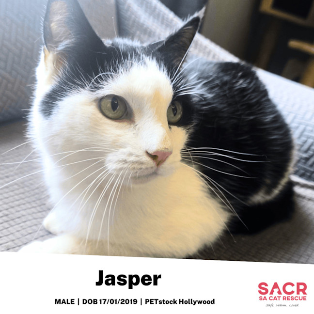Photo of Jasper