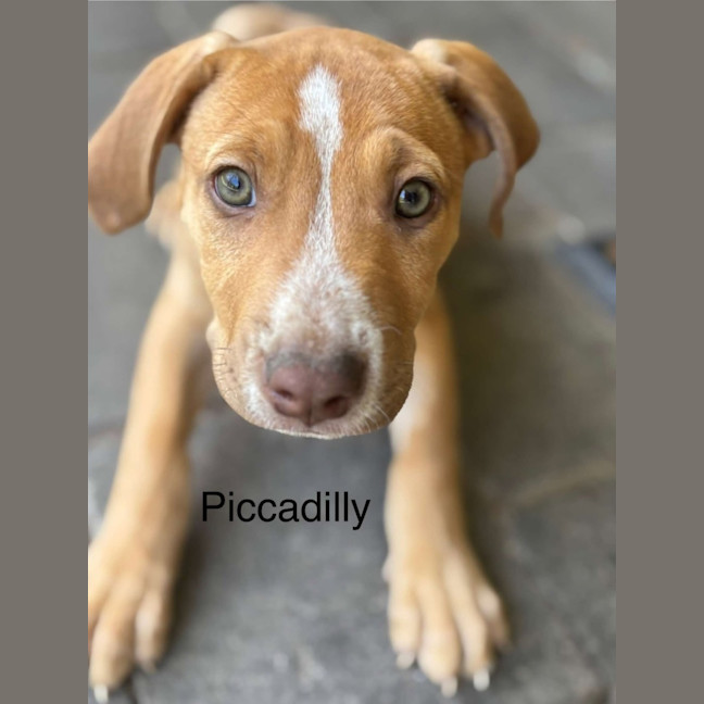 Photo of 🏘️ English Streets Litter (Part 1) 🏘️