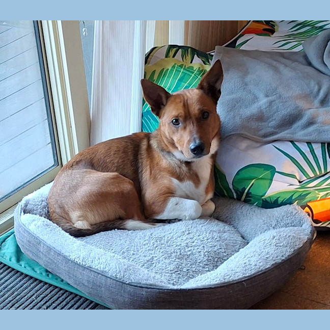 Photo of Scout (Was Mr Fox With The Socks)