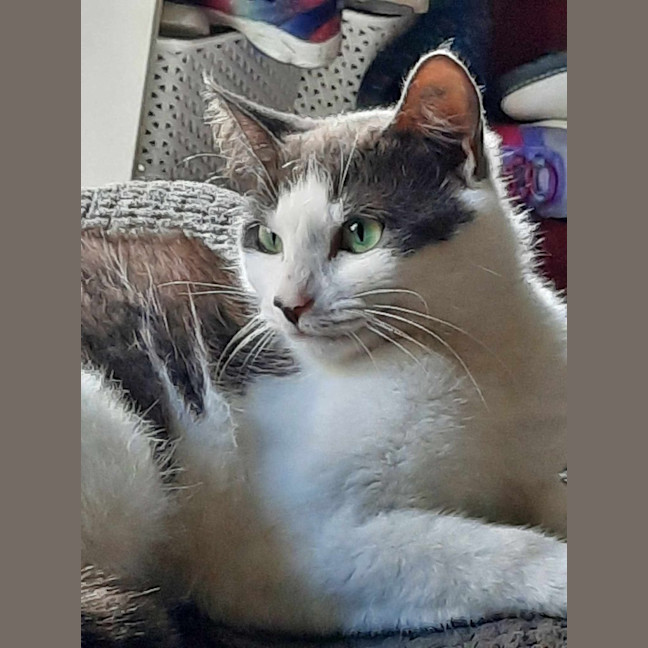 Photo of Snickers