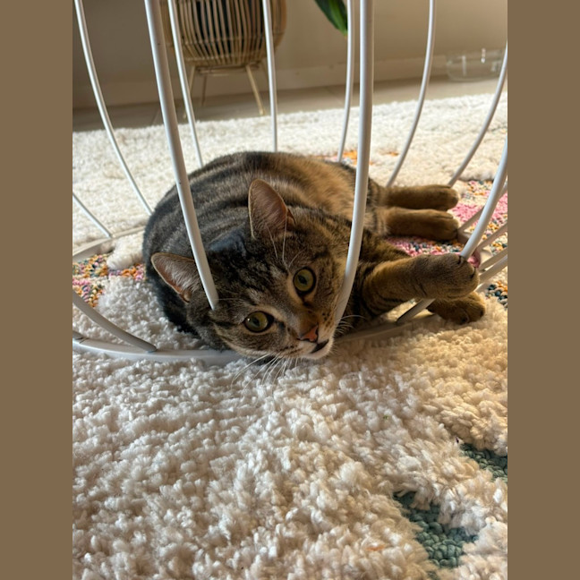 Photo of Tommy
