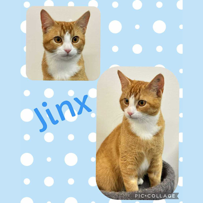 Photo of Jinx